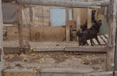 243-sJkcGdDmOYA
