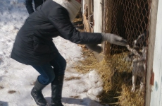6 "в" класс, МКОУ "Гимназия №9