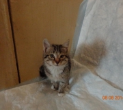 photo_1492263580
