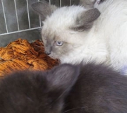 photo_1492263744