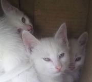 photo_1492263753